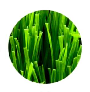 Artificial Grass Yarn