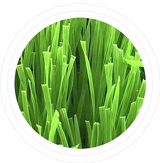 مصنع العشب الصناعي