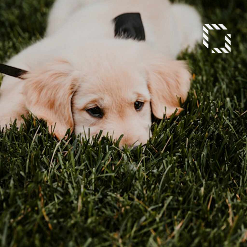 How to Train Your Dog to Artificial Grass