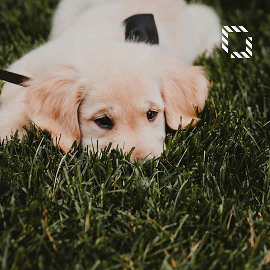 How to Train Your Dog to Artificial Grass